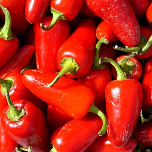red-jalapeno-peppers-katy-hawk