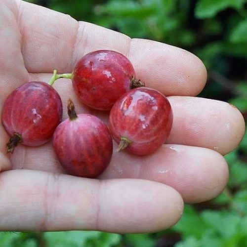 ribes-uva-crispa-pixwell-groseillier-a-maquereau-rose-lie-de-vin