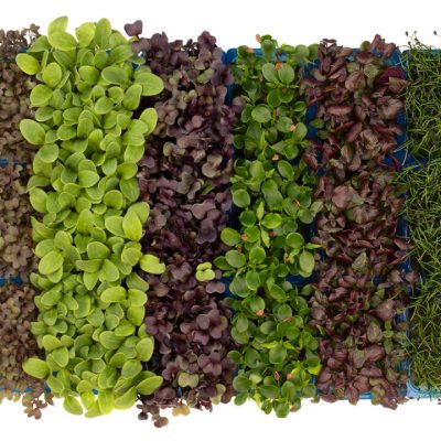 sakura-mix-3499-16-9