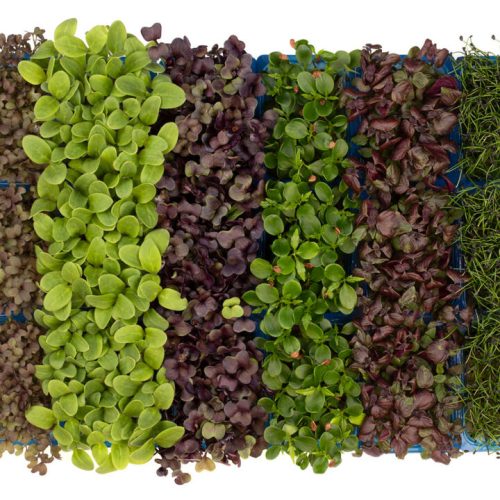 sakura-mix-3499-16-9