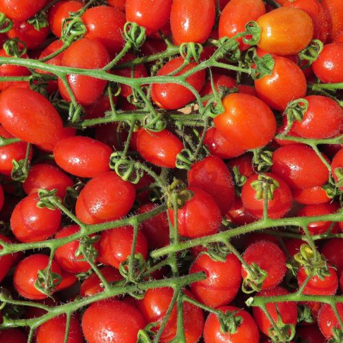 tomate-cerise-tutti-frutti-f1-h1015cm-pot-de-05l